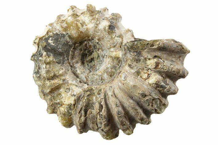 Bumpy Ammonite (Douvilleiceras) Fossil - Madagascar #343782
